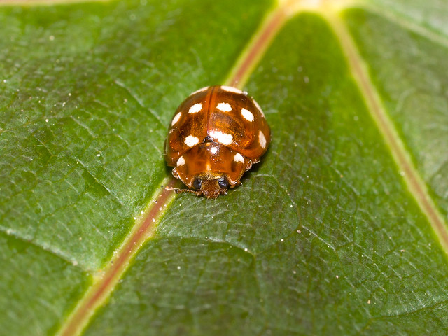 Calvia quattuordecimguttata (Cream-spot ladybird)