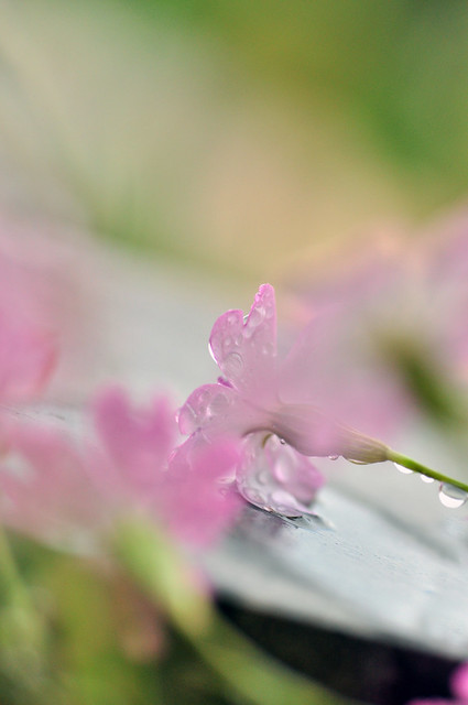 Flores bajo la lluvia