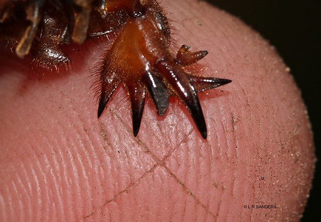 Female mole cricket