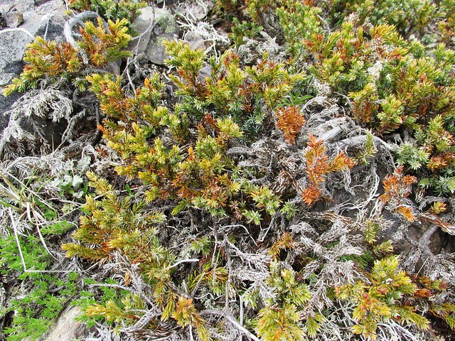 Juniperus communis (Mountain Juniper)