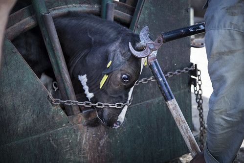 La industria mexicana de la leche