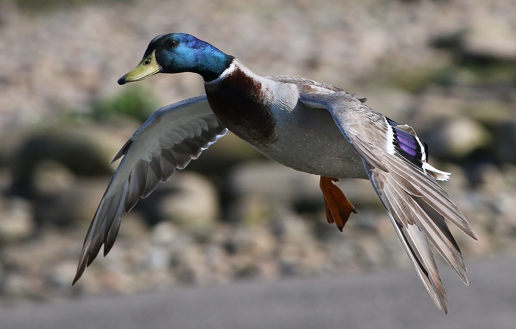 Mallard 250317 (1) | Richard Collier | Flickr