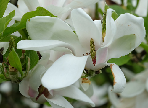 fleurs magnolias