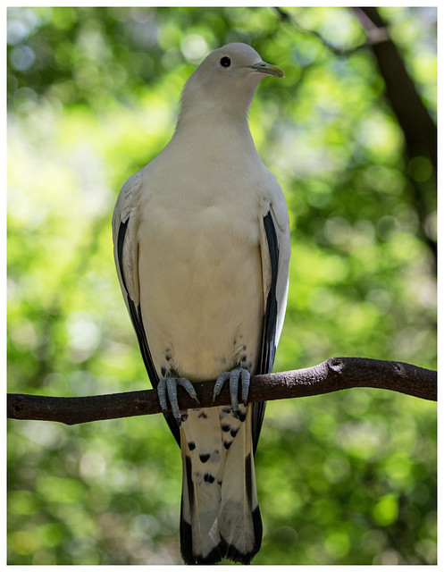 Pied (Torresian) Imperial Pigeon (aka Torres Strait Pigeon or “Torrie”) (Ducula bicolor) (walk-through domed aviary)