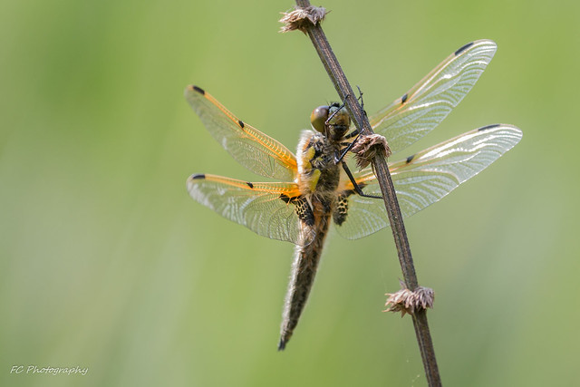 Four-spotted Chaser in Venray, The Netherlands