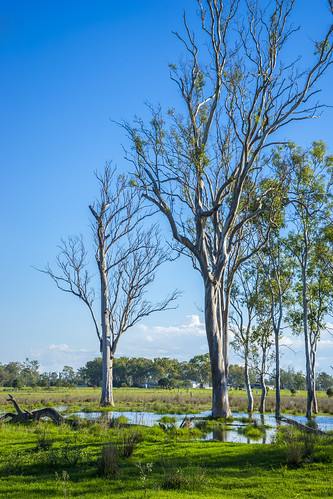 trees sky tree water weather landscape country wivenhoe