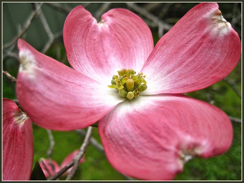 Pink Flowering Dogwood | by cayugahull08
