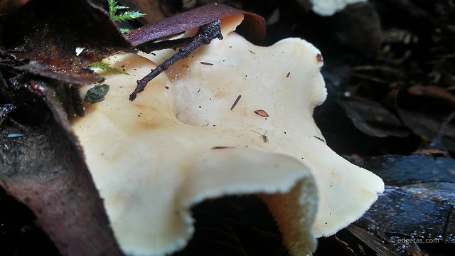 White fungi trap