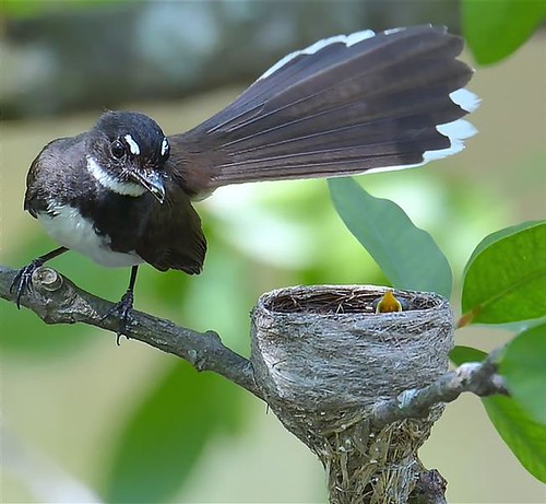 Pied Fantail nesting | by NatureInYourBackyard