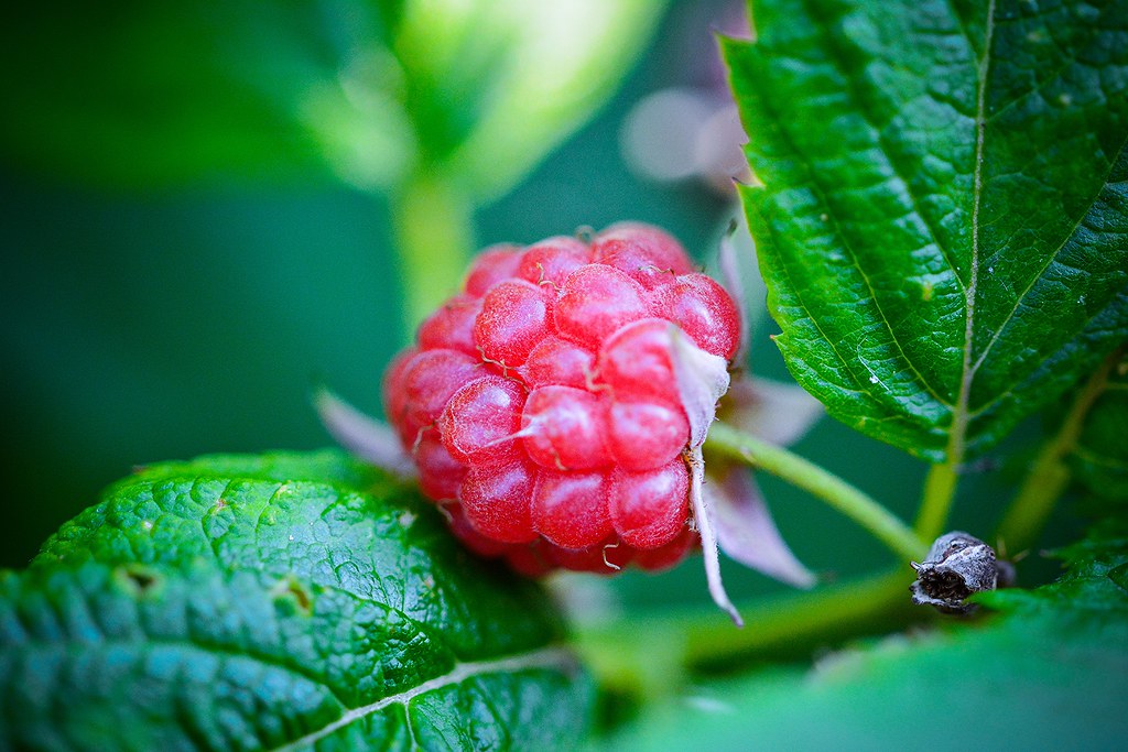 Raspberry Flickr Delicious raspberry | I took the picture and then I ate it ...
