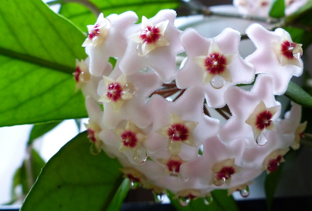 Hoya | This is a gorgeous full bloom from a Hoya plant my gr… | Flickr