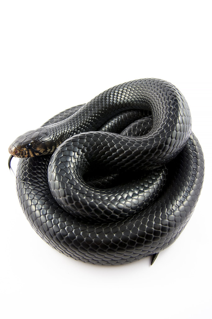 Typhen Snake Typhon | Male eastern indigo snake. | Julian Rossi | Flickr