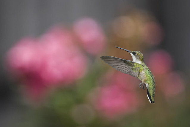 Hummingbird in the Garden_RGB3827