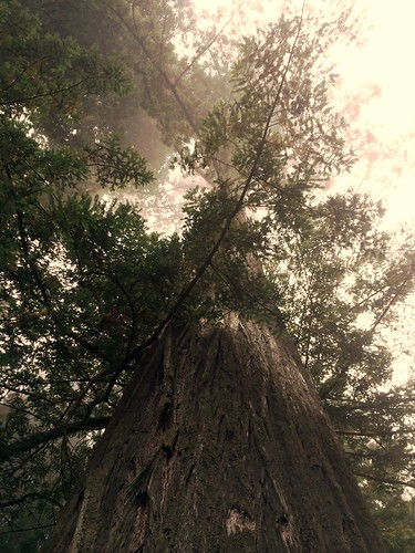 redwood tree tall branches lynnfriedman delnorte california pacificcoasthighway imagebrief uprez edit vertical
