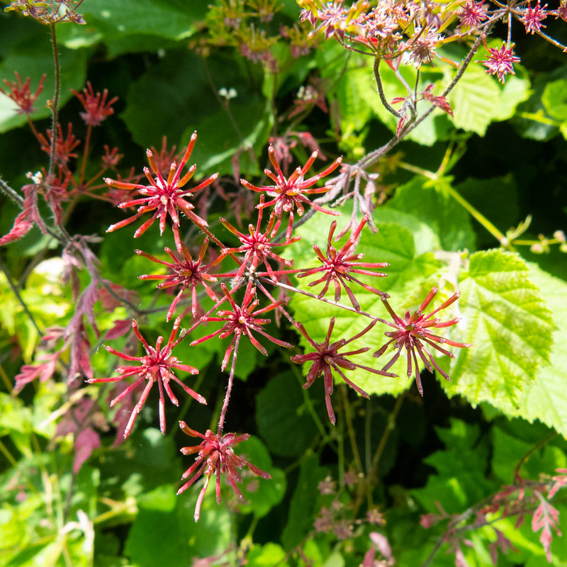 Red umbellifer