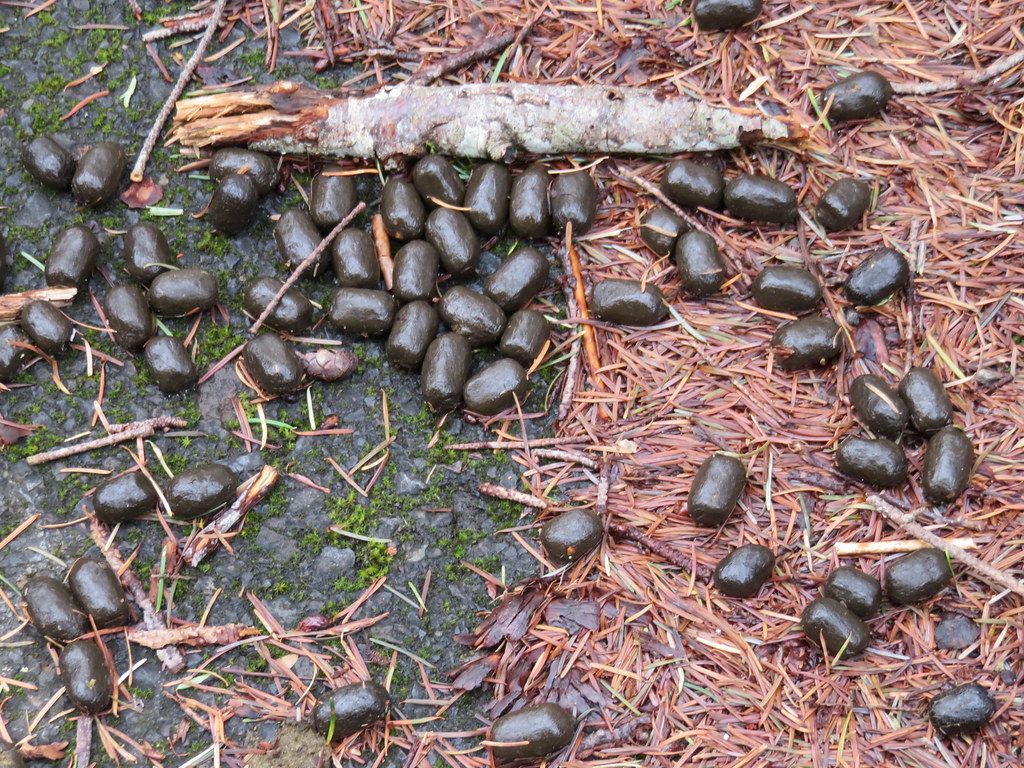 What Does Elk Poop Look Like  