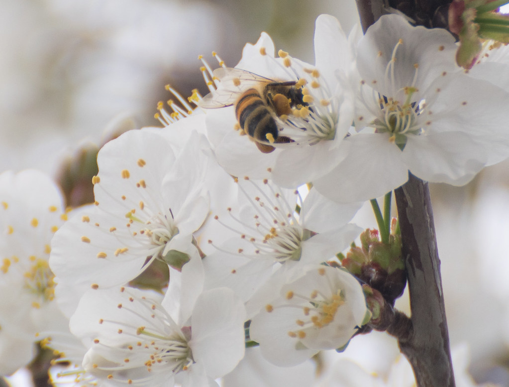 mother bee harvesting pollen