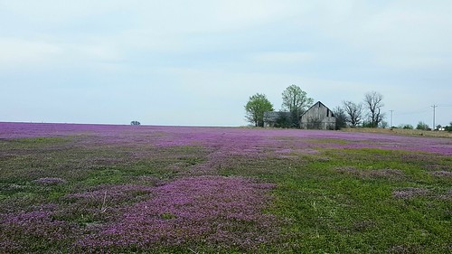purple field barn thistles abandoned spring colorful noediting mobilephotography samsunggalaxys6 farm polkcountymo rural nature flowers