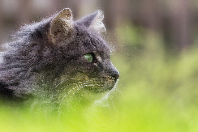 The Fynn - lurking in the grass