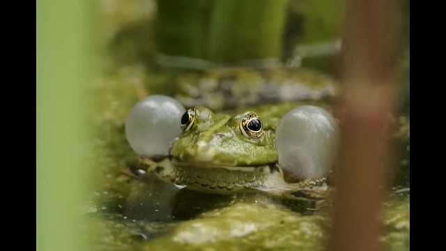 Frogs doing their thing