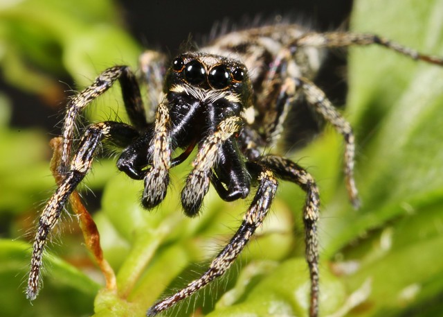 Male Zebra Spider (Salticus Scenicus)