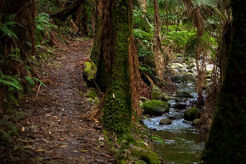 two green water creek walking moss rainforest track walk healesville badger paths split choices options lyrebird
