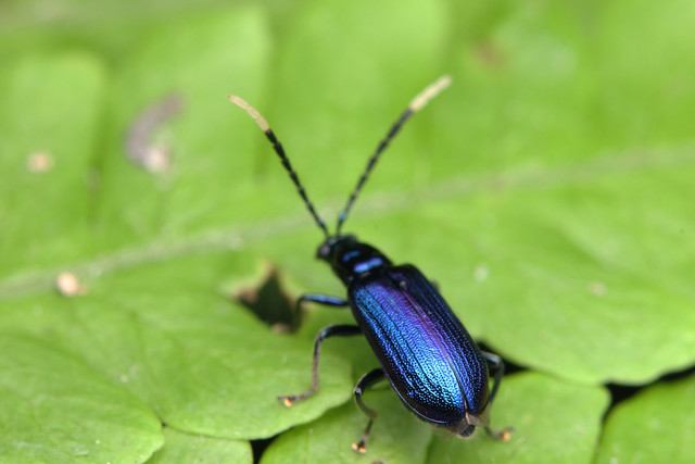 IMG_7743 The blue beetle's butt! HBBBT!
