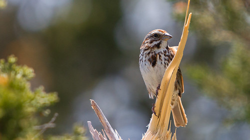 park new york robert birds canon eos state song g wildlife sparrow pajaro 70200 oiseau vogel f4l llens ucceli 60d wehle