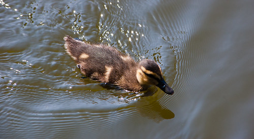 Duckling near a railway viaduct
