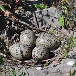 Oyster catcher nest and eggs