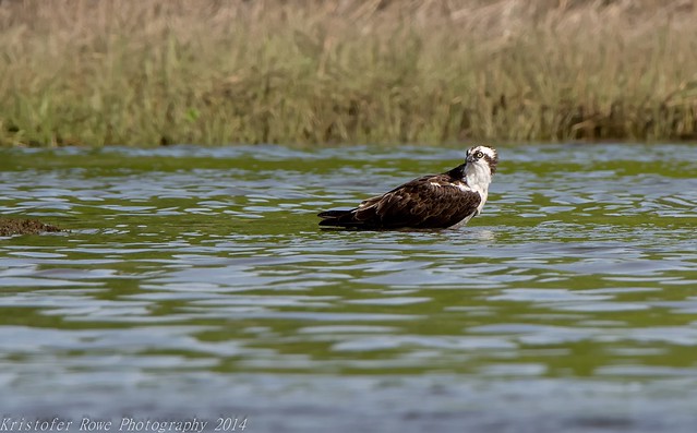 Osprey Chilling in water