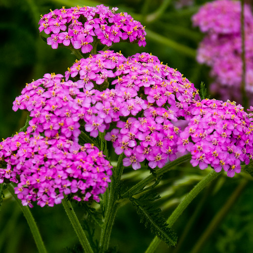 Pink yarrow flowers – Wolves Wild
