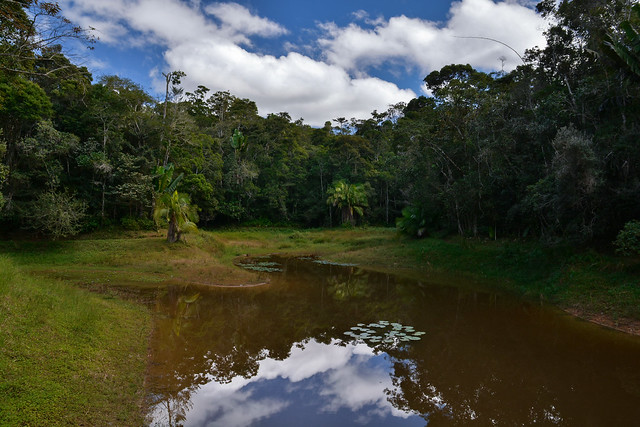 A Pond in the Woods - Mitsinjo Forest Reserve, Madagascar