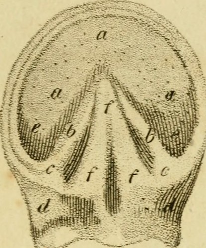 Paternoster
