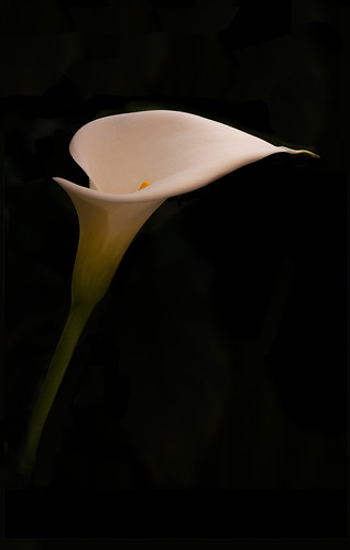 Calla_Lily | by joanallisonwheeler