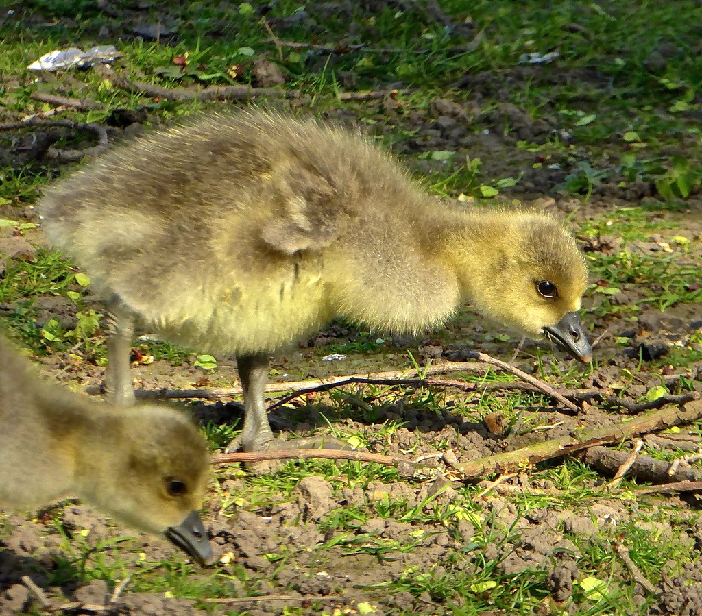 Greylag Goose goslings.