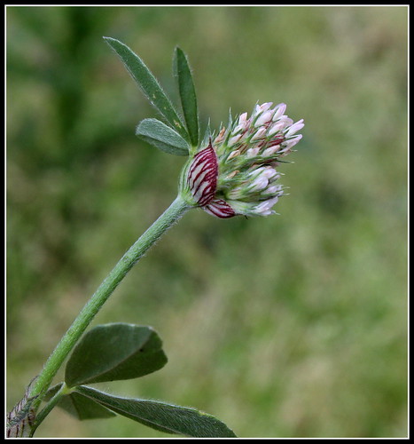 Trifolium striatum - trèfle strié 33345043003_9c9ff03962