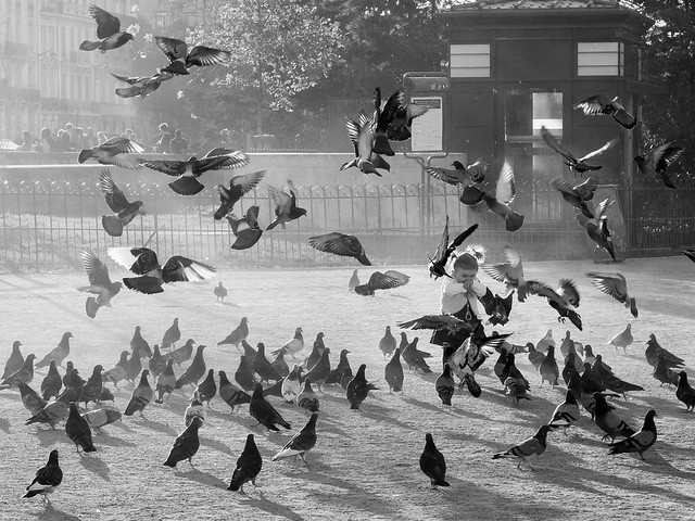 Attaque de pigeons