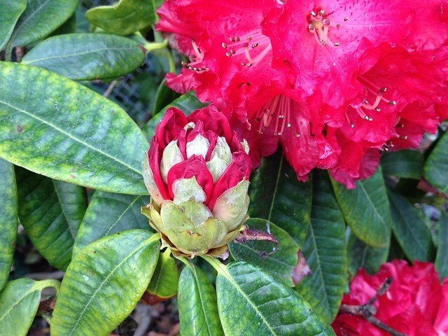 Rhododendron 'John McLaren' bud San Francisco Botanical Garden at Strybing Arboretum