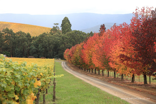 autumn fall leaves rural vineyard wine farm country australia victoria yarravalley grapes agriculture maples grape grapevines gladysdale gladysdalevineyard