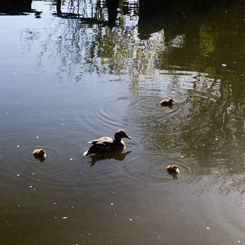 Duck and ducklings, Newbridge
