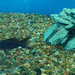 tropical-fish-coral-custom-tank-aquarium-sarasota-fl-11