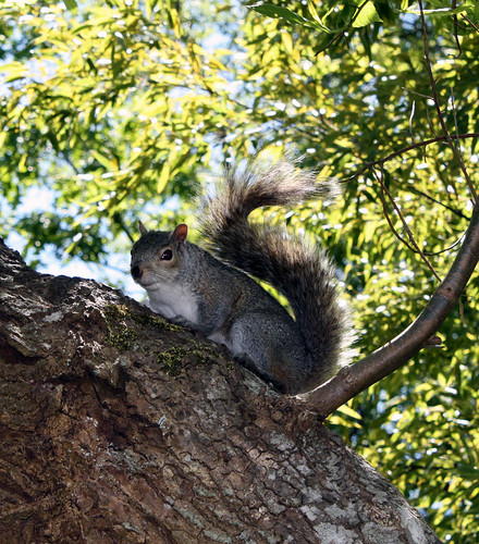 Squirrel_at_Finerty_Gardens