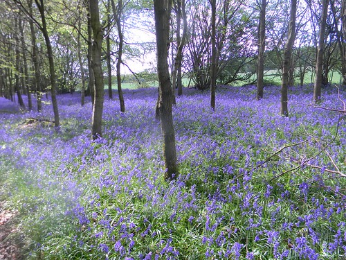 bluebells Wendover Circular In Hampdenleaf Wood (just after Dunsmore Old Farm)