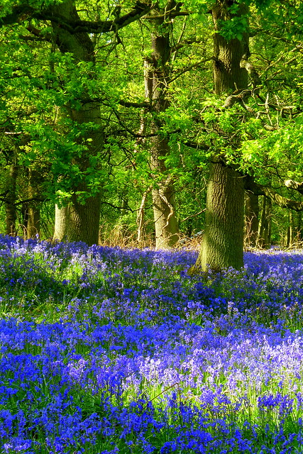 Oaks and bluebells