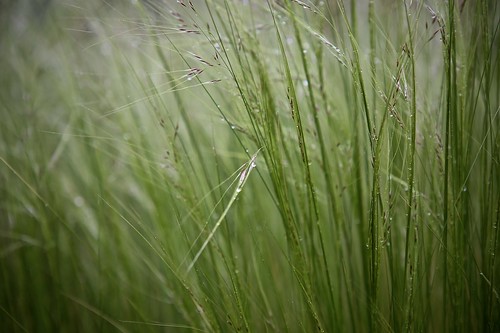 green grass gras raindrop flickrfriday lightasafeather toninton greenongreen toneintone