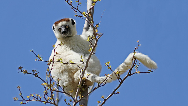 Verreaux's Sifaka Lemur