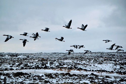 #iceland #nature #geese #instafun #travelbug #views | by jan.maervoet