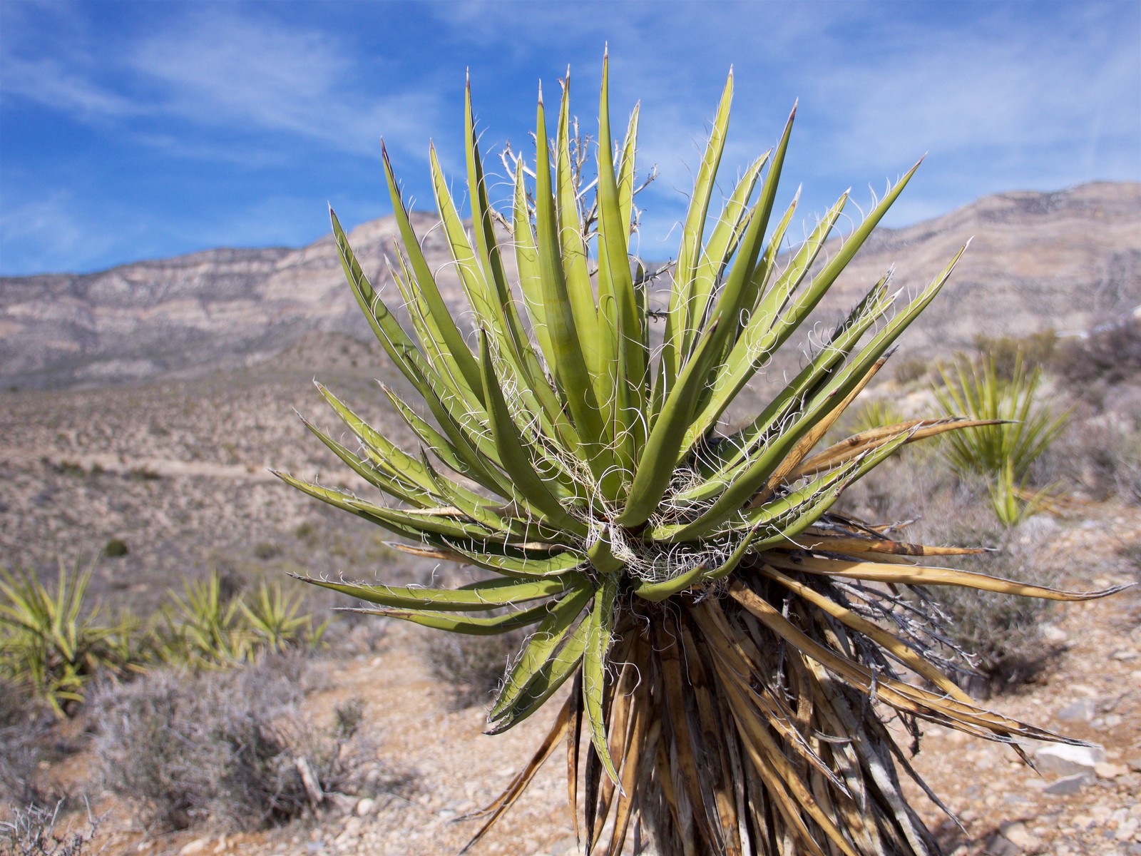 Red Rock Canyon