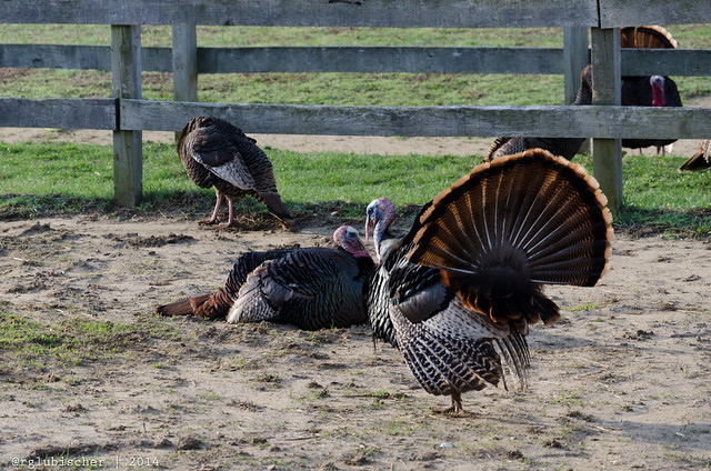 Wild Turkey - Hockhockson Farm - I